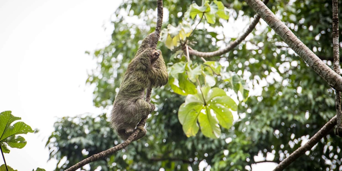 Sloth sighting during a guided Manuel Antonio tour Sloth spotted in Manuel Antonio park tour